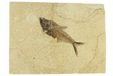 Fossil Fish (Diplomystus) - Wyoming #295687-1